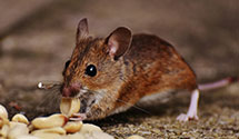 24 Hour & Emergency Exterminators in Hales Corners, WI